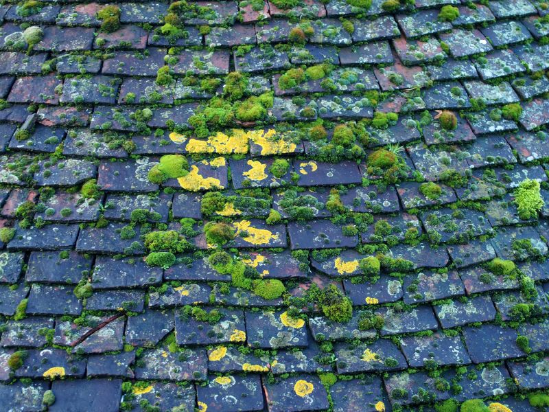 Roof Moss Removal