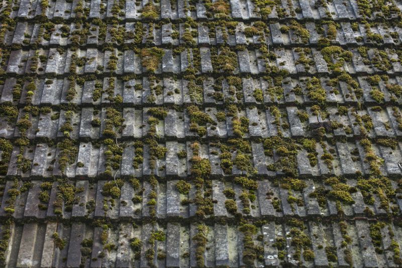 Roof with No Moss