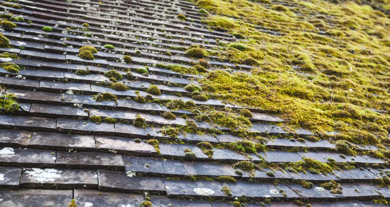 Moss-covered Roof Before Removal